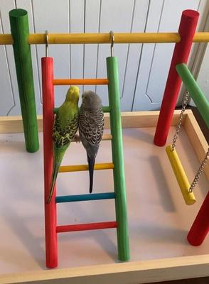 Show full view: Bird Life Penn-Plax Wooden Bird Playpen, XX-Large slide 6 of 7