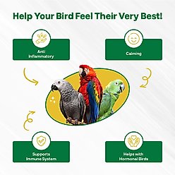 Bird Street Bistro Halcyon Parrot Tea, 12-oz box slide 2 of 4