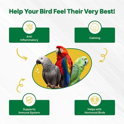 Show full view: Bird Street Bistro Halcyon Parrot Tea, 12-oz box slide 2 of 4