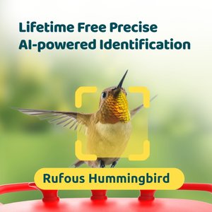 Birdfy Solar Powered Hummingbird Feeder AI Lifetime Free with 2K Dual Smart Cameras, Red, 20-oz