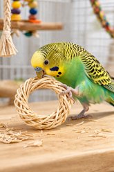 Birdology Vine Wreath Chew Parrot Toy, Small, 6 count