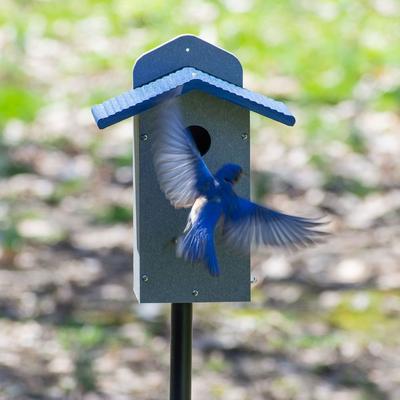 Show full view: Birds Choice Bluebird House, Gray & Blue, Medium slide 8 of 10