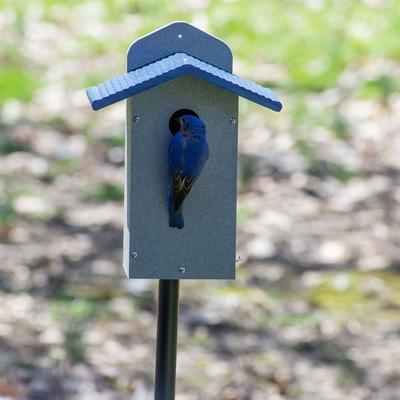 Show full view: Birds Choice Bluebird House, Gray & Blue, Medium slide 9 of 10