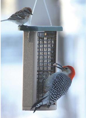 Show full view: Birds Choice Double Cake Suet Bird Feeder, Green, Small slide 7 of 10