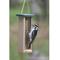 Show in main carousel: Birds Choice Double Cake Suet Bird Feeder, Green, Small slide 8 of 10