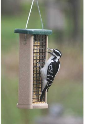 Show full view: Birds Choice Double Cake Suet Bird Feeder, Green, Small slide 8 of 10