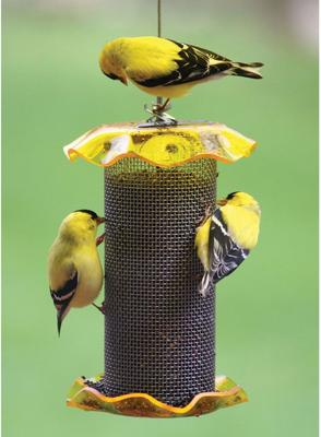 Show full view: Birds Choice Forever Nyjer with Stainless Steel Screen Bird Feeder, Yellow, Small slide 4 of 4