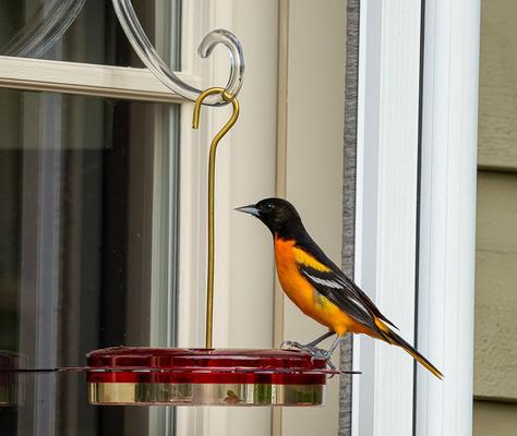 Show full view: Birds Choice Hummerfest Feeder, Red, 12-oz slide 8 of 10