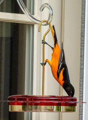 Show full view: Birds Choice Hummerfest Feeder, Red, 12-oz slide 9 of 10