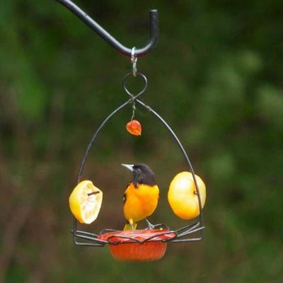 Show full view: Birds Choice Oriole Flower Feeder, Orange, 3-oz slide 6 of 8