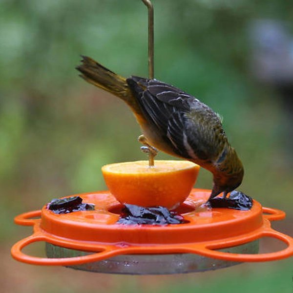 Birds Choice Oriole-Fest Feeder with Weather guard, Orange, 12-oz