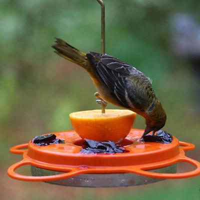 Show full view: Birds Choice Oriole-Fest Feeder with Weather guard, Orange, 12-oz slide 7 of 9