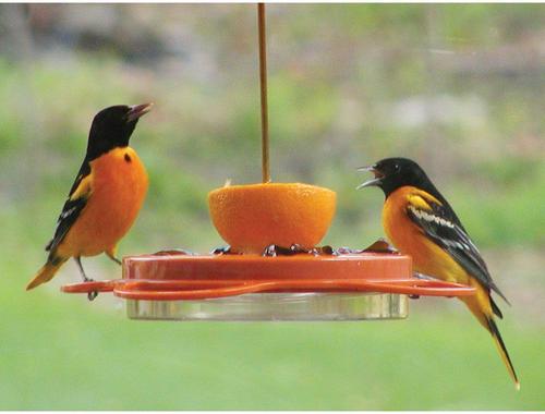 Show full view: Birds Choice Oriole-Fest Feeder with Weather guard, Orange, 12-oz slide 8 of 9