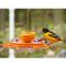 Show in main carousel: Birds Choice Oriole-Fest Feeder with Weather guard, Orange, 12-oz slide 9 of 9
