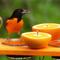 Show in main carousel: Birds Choice Nectar & Jelly Oriole Bird Feeder, Orange, 2 cups slide 8 of 8