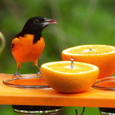 Show full view: Birds Choice Nectar & Jelly Oriole Bird Feeder, Orange, 2 cups slide 8 of 8