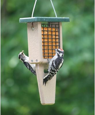 Show full view: Birds Choice Single Cake Tail Prop Suet Feeder, Taupe/Green, 12-in slide 7 of 8