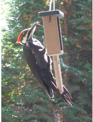 Show full view: Birds Choice Single Cake Tail Prop Suet Feeder, Taupe/Green, 12-in slide 8 of 8