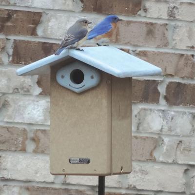 Show full view: Birds Choice Ultimate Bluebird House, Taupe & Blue, Medium slide 7 of 10
