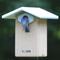 Show in main carousel: Birds Choice Ultimate Bluebird House, Taupe & Blue, Medium slide 9 of 10