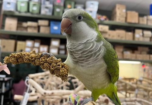 Show full view: Birds LOVE Economy Millet Sun Dried Bird Food, 7-oz bag slide 9 of 11