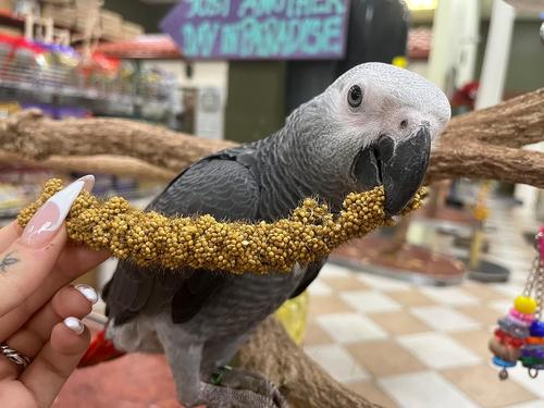 Show full view: Birds LOVE Economy & Thin Special Tips & Tails Spray Millet Bird Treats, 2.5 to 5-in, 1-lb bag slide 8 of 9