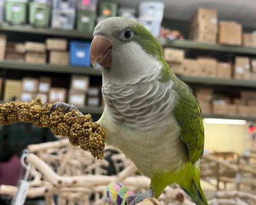 Show full view: Birds LOVE Economy & Thin Special Tips & Tails Spray Millet Bird Treats, 2.5 to 5-in, 1-lb bag slide 7 of 9