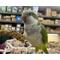 Show in main carousel: Birds LOVE Economy & Thin Special Tips & Tails Spray Millet Bird Treats, 5-oz bag slide 7 of 9