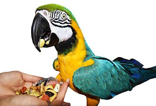 Show full view: Birds LOVE Natural Garden Blend Large Parrot Bird Food, 6-lb bag slide 4 of 7
