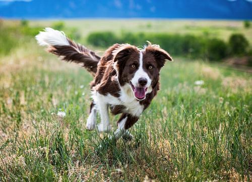 Show full view: BIXBI Organic Pet Superfood Digestion Daily Dog & Cat Supplement, 2.12-oz jar slide 7 of 8