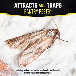 Black Flag Pantry Pest Glue Trap, 2 count