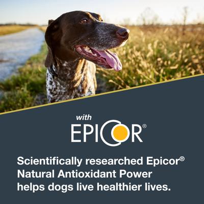 Show full view: Black Gold Salmon Flavored Soft Chew Skin & Coat Supplement for Dogs, 10.5-oz jar slide 6 of 10