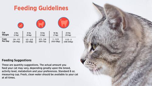 Show full view: Blackwood Chicken Meal & Field Pea Recipe Grain-Free Dry Cat Food, 4-lb bag slide 6 of 9