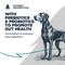 Show in main carousel: Blackwood Complete & Balanced Diet Adult Chicken Meal & Brown Rice with Ancient Grains Recipe Dry Dog Food, 4.5-lb bag slide 7 of 12