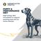 Show in main carousel: Blackwood Puppy Performance, Growing & Working Chicken Meal with Ancient Grain Recipe Dry Dog Food, 24-lb bag slide 6 of 11