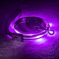 Blazin LED Dog Leash, Purple, Small