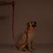 Show in main carousel: Blazin LED Dog Leash, Red, Large slide 7 of 9