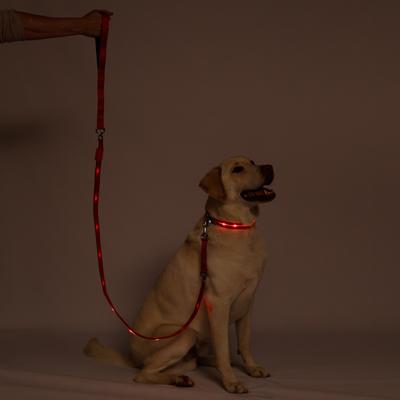 Show full view: Blazin LED Dog Leash, Red, Large slide 7 of 9