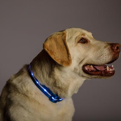 Show full view: Blazin LED USB Rechargeable Nylon Dog Collar, Blue, Medium: 13.8 to 19.7-in neck, 1-in wide slide 5 of 8