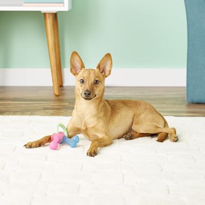 Show full view: Blue Buffalo Baby BLUE Training Natural Puppy Soft Dog Treats, Savory Chicken + Nylabone Teething Pacifier Chew Toy slide 7 of 8