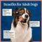 Show in main carousel: Blue Buffalo Love Made Fresh Frozen All Natural Beef Meatball with Carrots & Peas Dog Food, 4-lb pouch, case of 3 slide 9 of 10