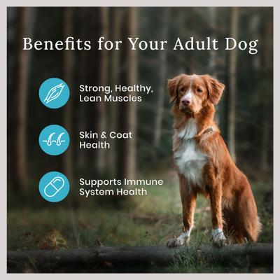 Blue Buffalo Wilderness Adult High Protein Natural Salmon & Wholesome Grains Dry Dog Food