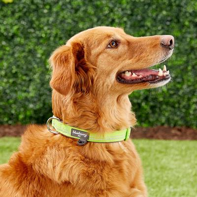 Show full view: Blueberry Pet 3M Spring Pastel Polyester Reflective Dog Collar, Pastel Green, Medium: 14.5 to 20-in neck, 3/4-in wide slide 5 of 8