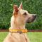Show in main carousel: Blueberry Pet 3M Spring Pastel Polyester Reflective Dog Collar, Pastel Orange, Large: 18 to 26-in neck, 1-in wide slide 6 of 9