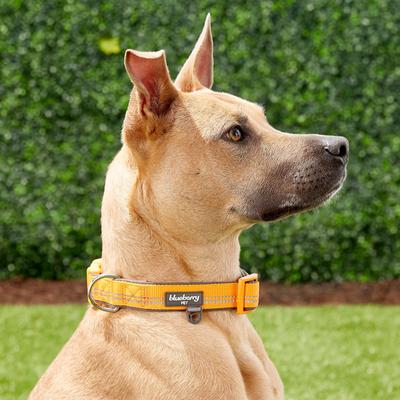 Show full view: Blueberry Pet 3M Spring Pastel Polyester Reflective Dog Collar, Pastel Orange, Large: 18 to 26-in neck, 1-in wide slide 6 of 9