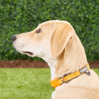 Show full view: Blueberry Pet 3M Spring Pastel Polyester Reflective Dog Collar, Pastel Orange, Small: 12 to 16-in neck, 5/8-in wide slide 5 of 8