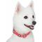 Show in main carousel: Blueberry Pet Back to Basics Polyester Reflective Dog Collar & Leash Set, Fiery Red, Large: 18 to 26-in neck, 1-in wide slide 2 of 6
