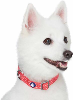 Show full view: Blueberry Pet Back to Basics Polyester Reflective Dog Collar & Leash Set, Fiery Red, Small: 12 to 16-in neck, 5/8-in wide slide 2 of 6