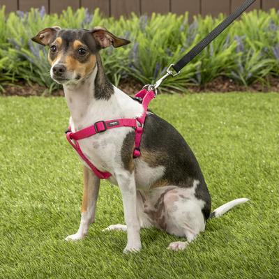 Show full view: Blueberry Pet Classic Solid Nylon Step In Back Clip Dog Harness, French Pink, Small: 16.5 to 21.5-in chest slide 5 of 9
