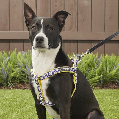 Show full view: Blueberry Pet Floral Prints Neoprene Step In Back Clip Dog Harness, Daisy, Medium: 20 to 26-in chest slide 5 of 9